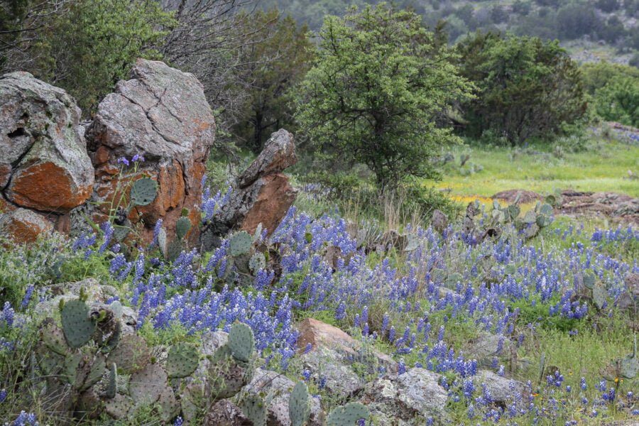 Bluebonnets Along Rocky Vista In Hill Country