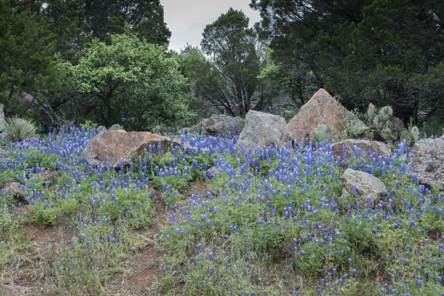 Bluebonnets And Indian Blanket Flowers Covering Huge Rocks