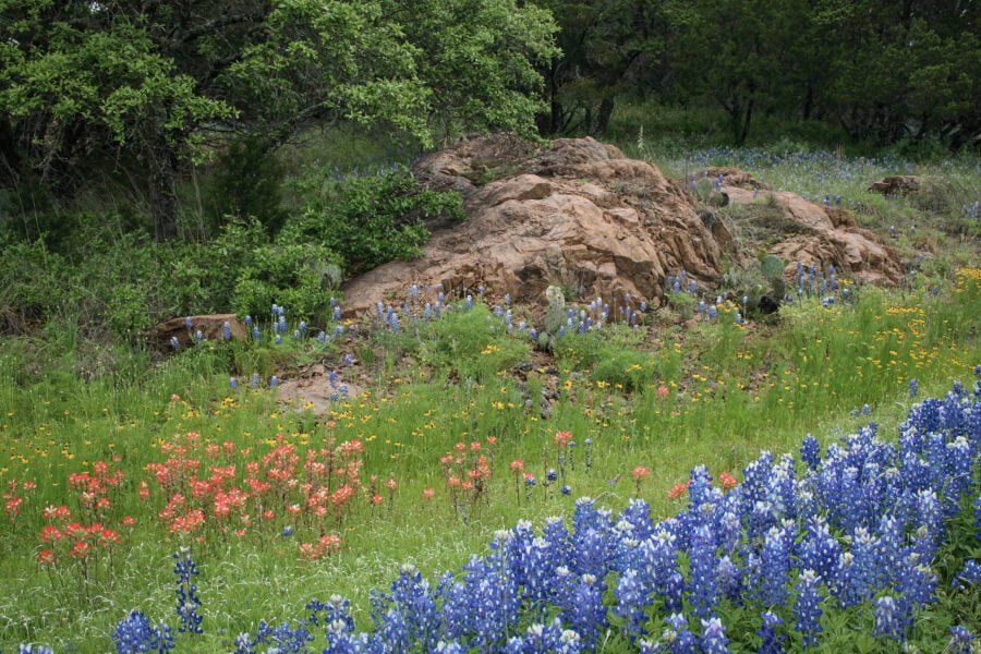 Bluebonnets And Indian Paintbrush In Hill Country