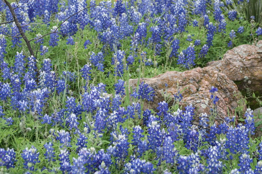 Bluebonnets Growing Around Large Rocks