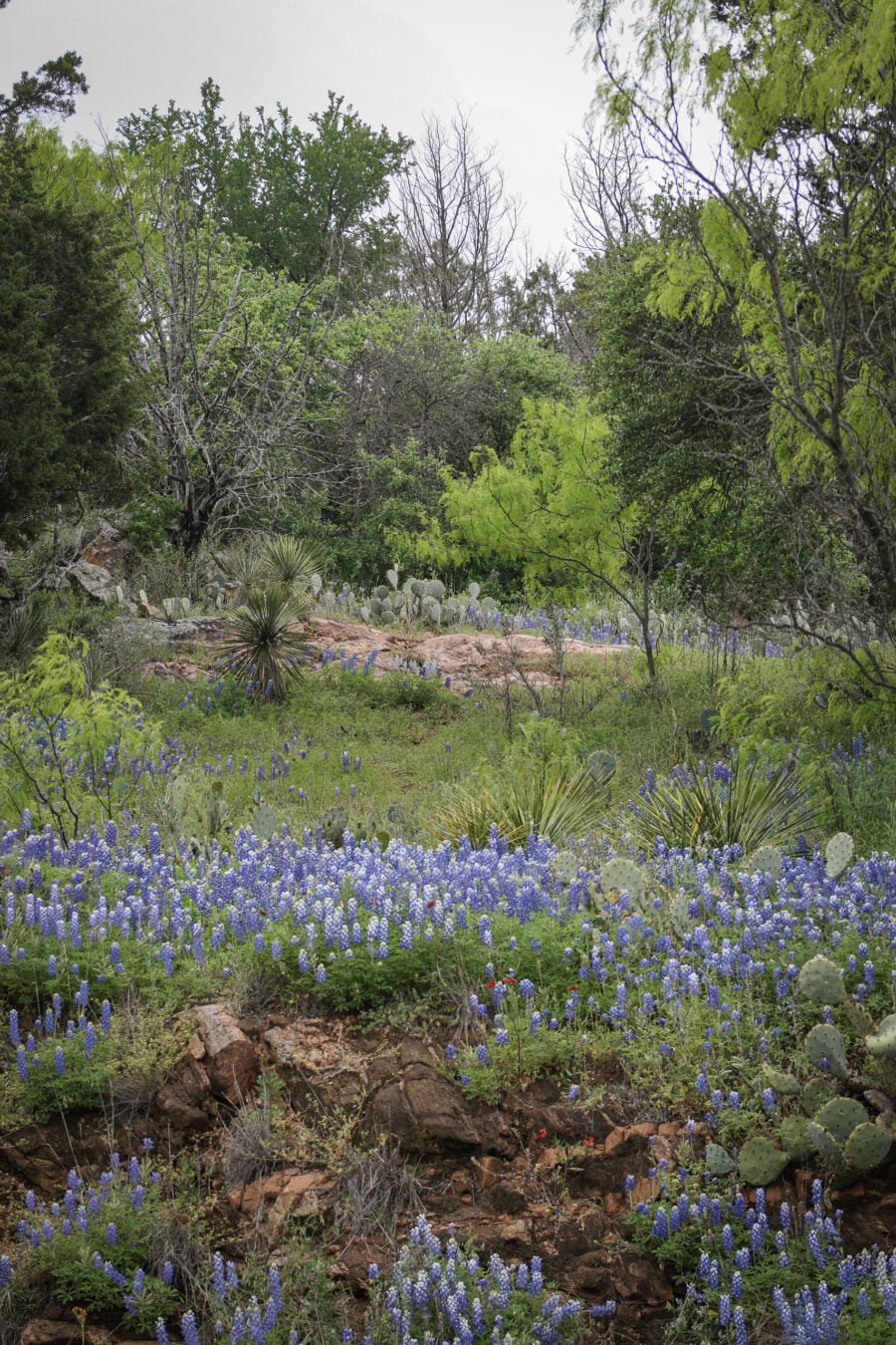 Bluebonnets In Mesquite And Rocks In Hill Country