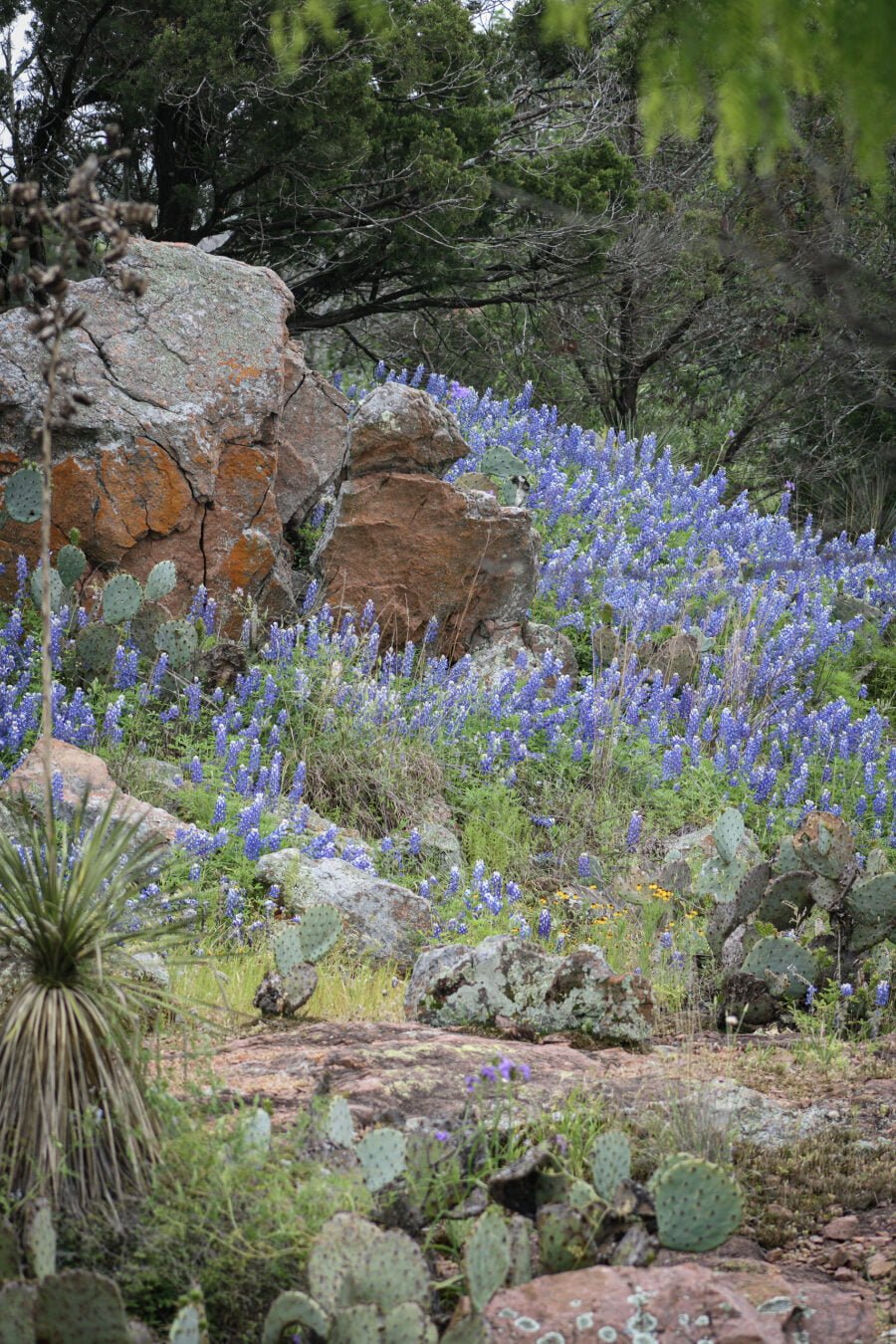 Bluebonnets With Yucca And Rocks And Cactus In Hill Country