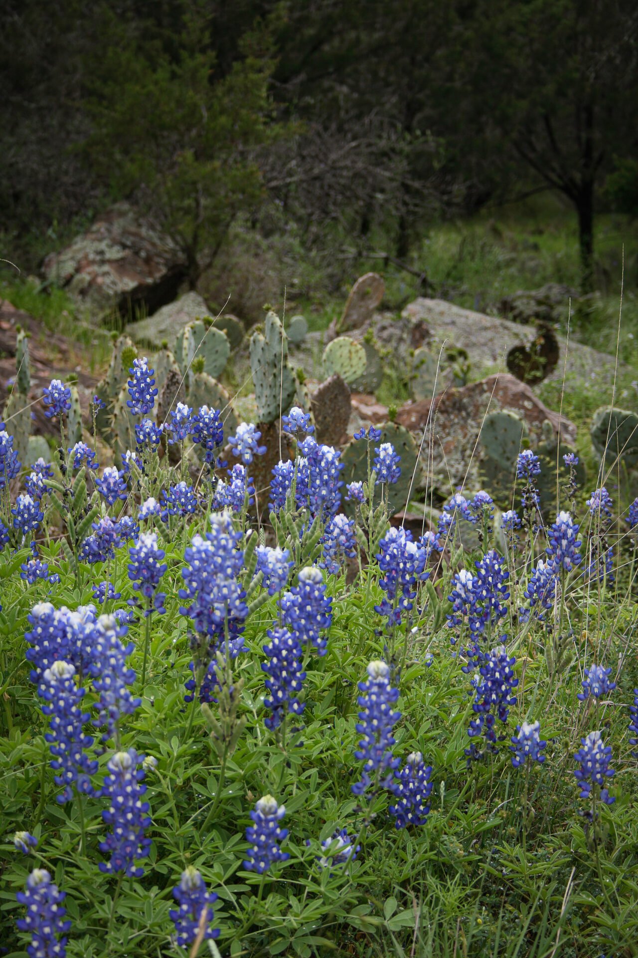 Cactus With Bluebonnets And Rocks In Hill Country