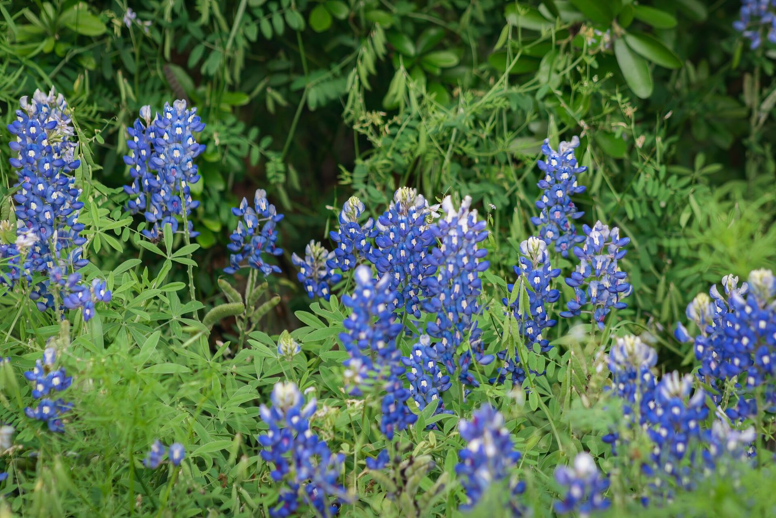 Closeup Of Bluebonnets Along Shrubs