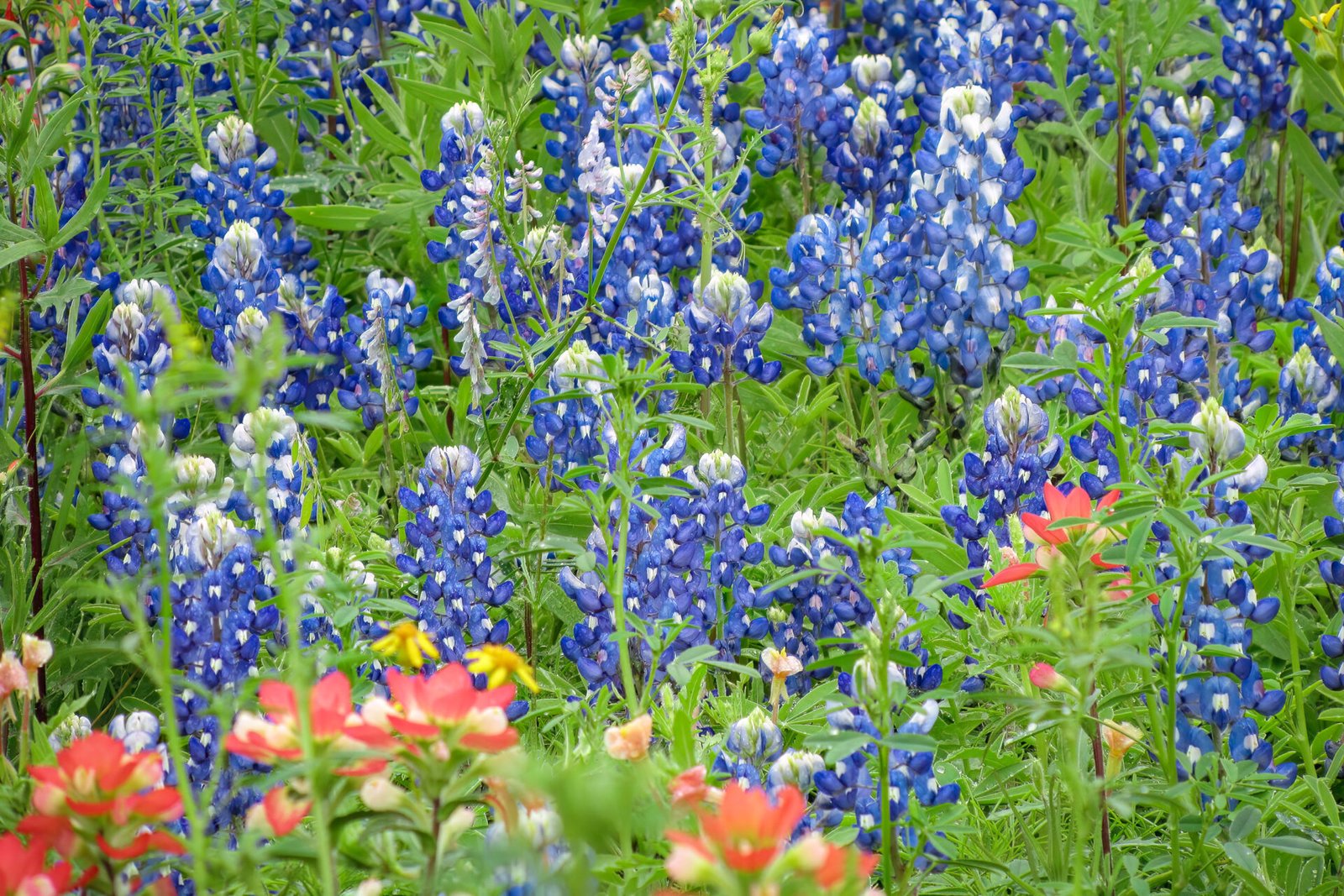 Closeup Of Bluebonnets And Indian Paintbrush