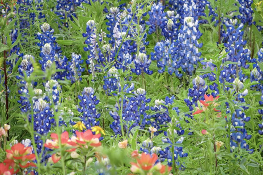 Closeup Of Bluebonnets And Indian Paintbrush