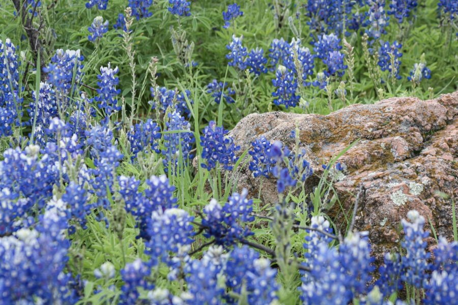 Closeup Of Bluebonnets Growing Among Large Rocks