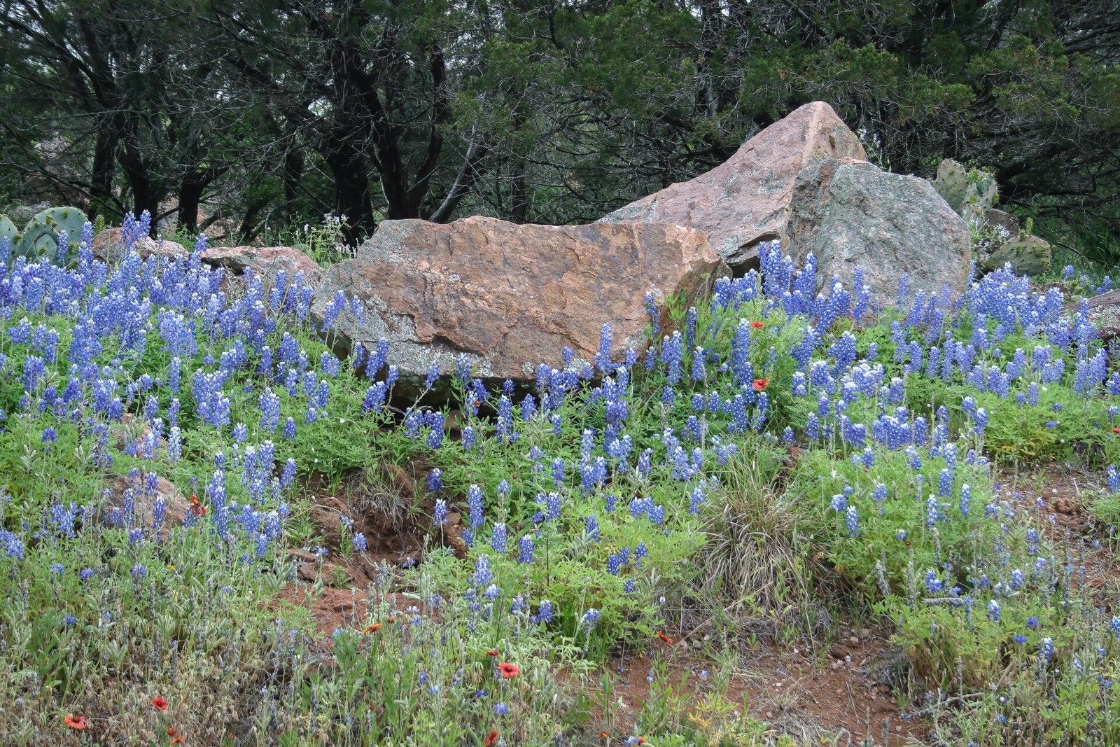 Large Rock Formation Covered With Bluebonnets And Indian Blanket Flowers