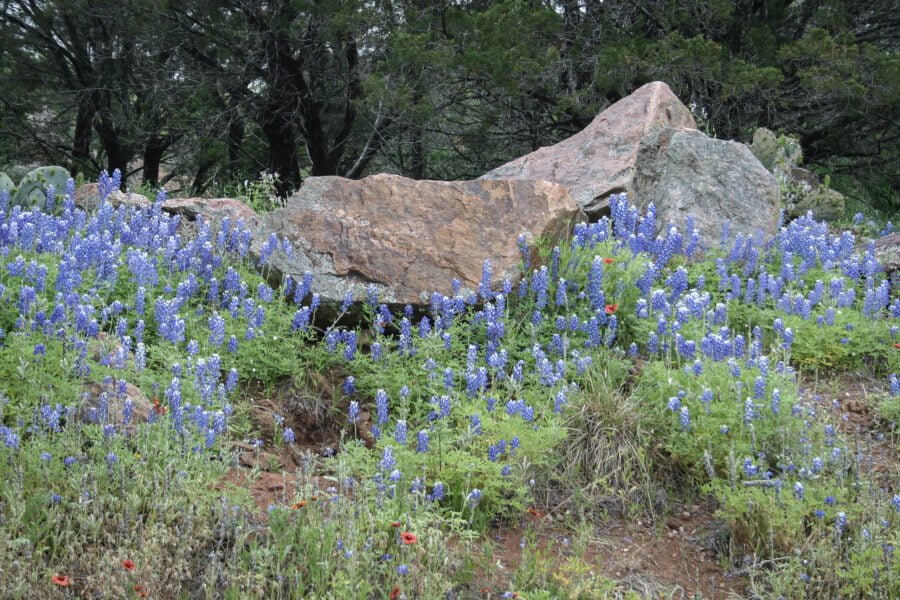 Large Rock Formation Covered With Bluebonnets And Indian Blanket