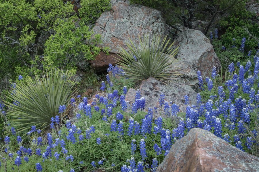 Large Rocks And Cactus Covered With Bluebonnets