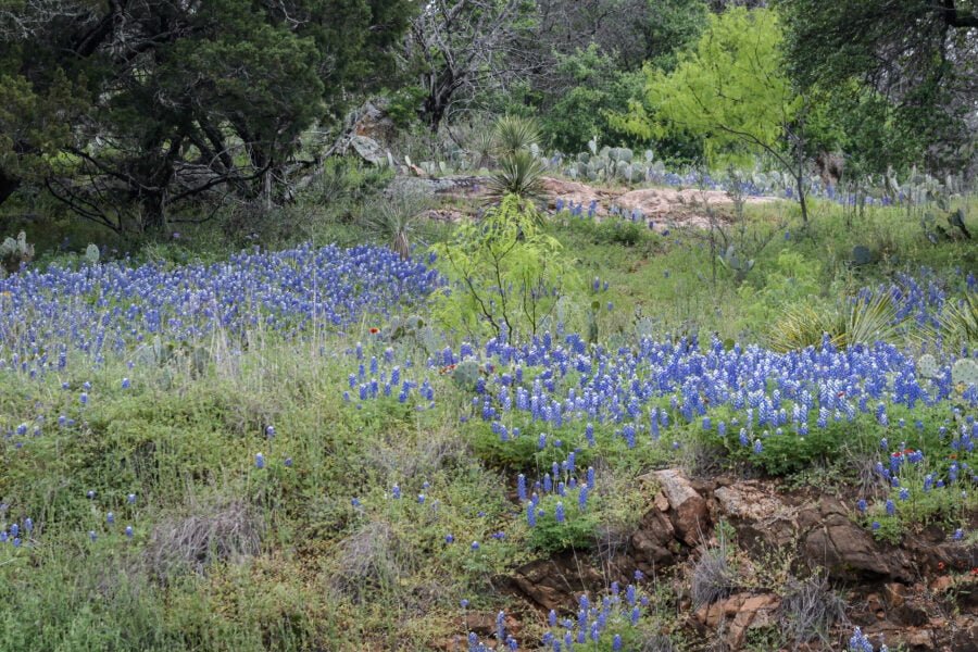 Mesquite Trees With Bluebonnets In Hill Country