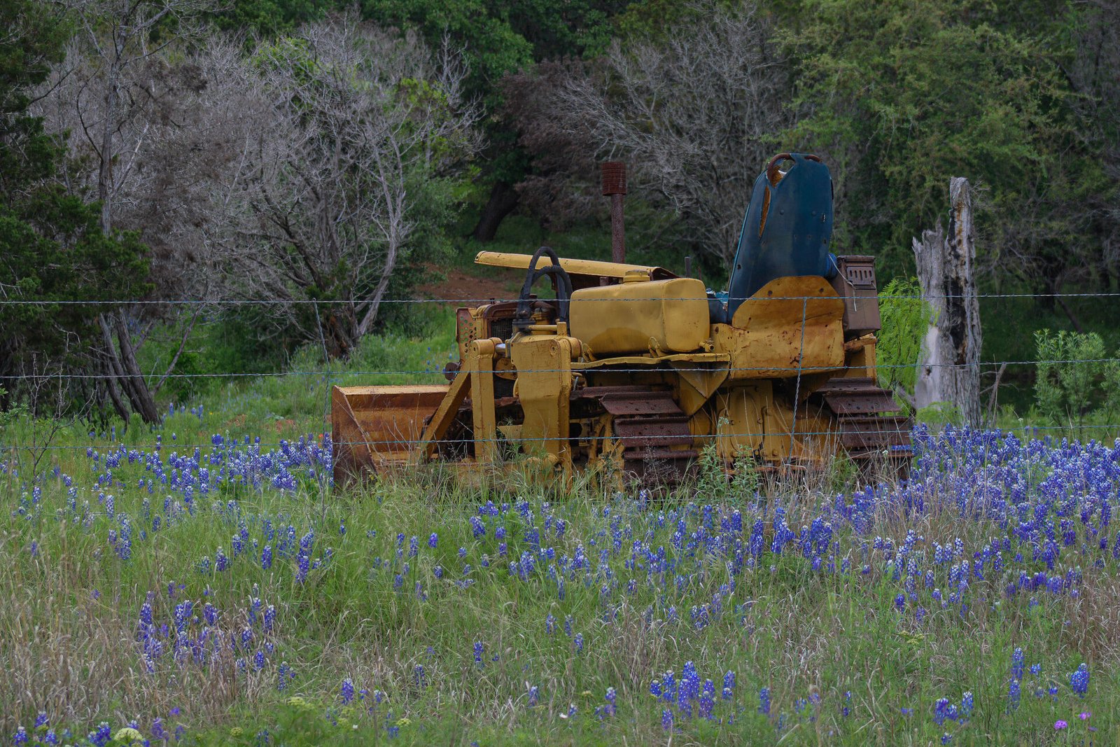 Old Rusty Bulldozer In Field Of Bluebonnets In Texas