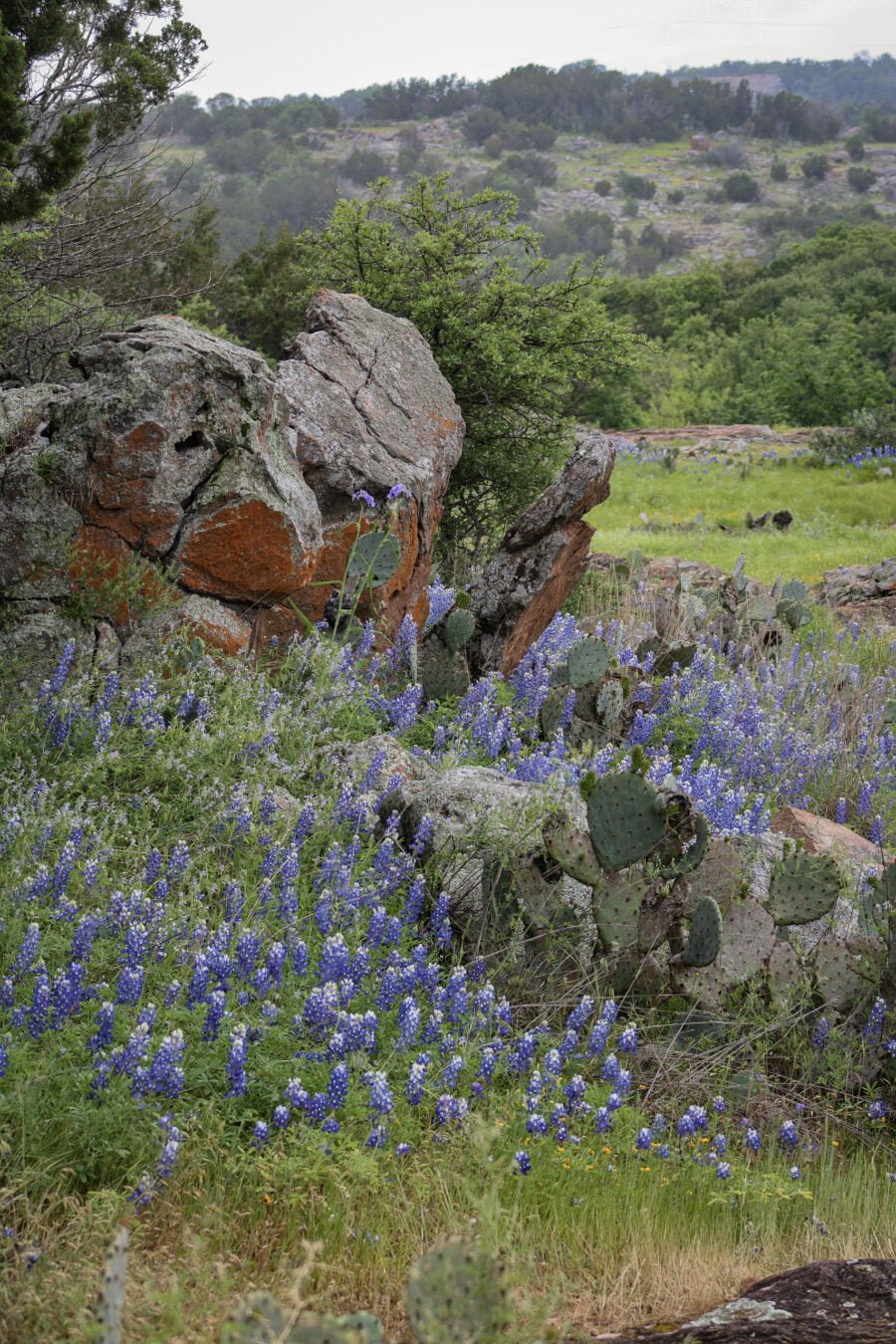 Rocky Vista With Bluebonnets In Hill Country