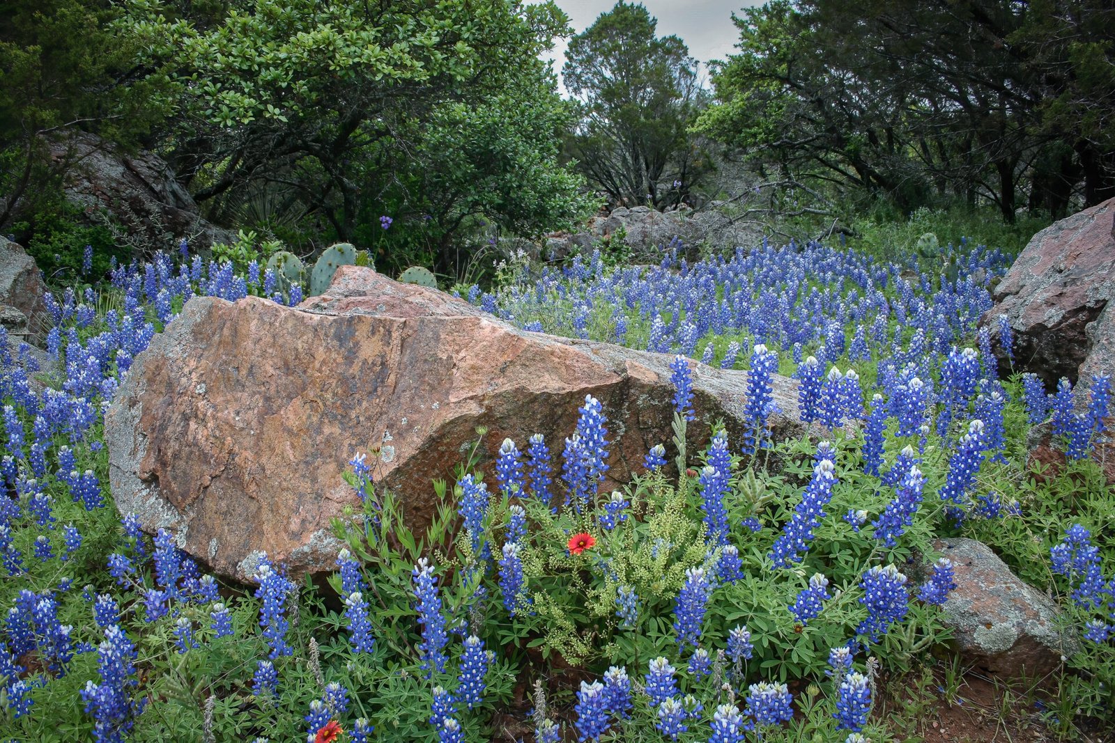 Bluebonnets And Indian Blankets Among Large Rocks In Hill Country
