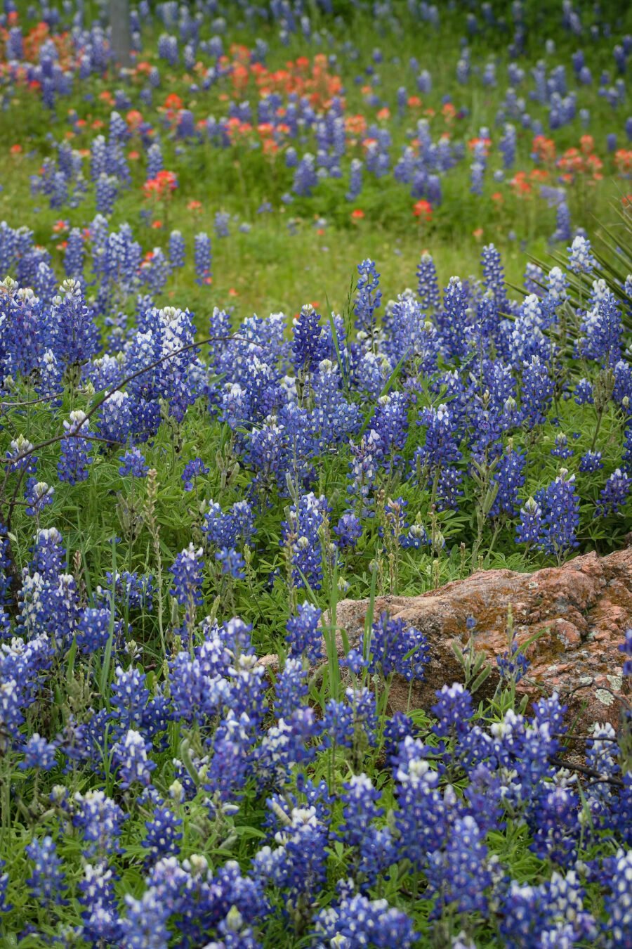 Bluebonnets And Indian Paintbrush Among Rocks In Hill Country