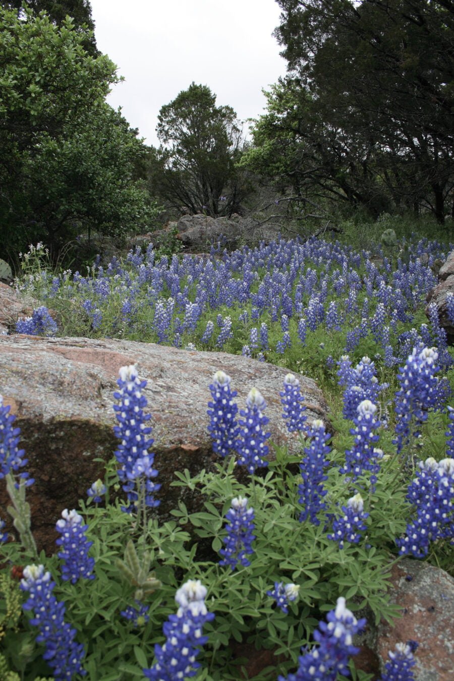 Bluebonnets And Rocks In Hill Country