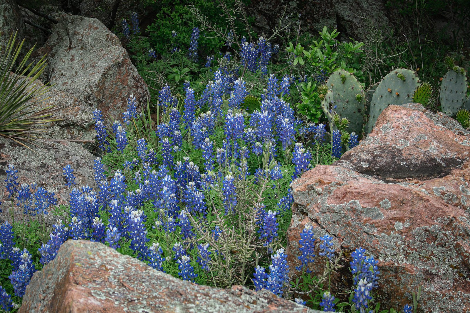 Bluebonnets Rocks And Cactus In Hill Country
