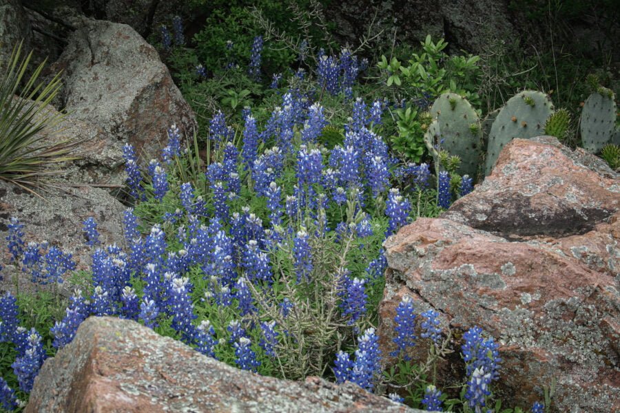 Bluebonnets Rocks And Cactus In Hill Country