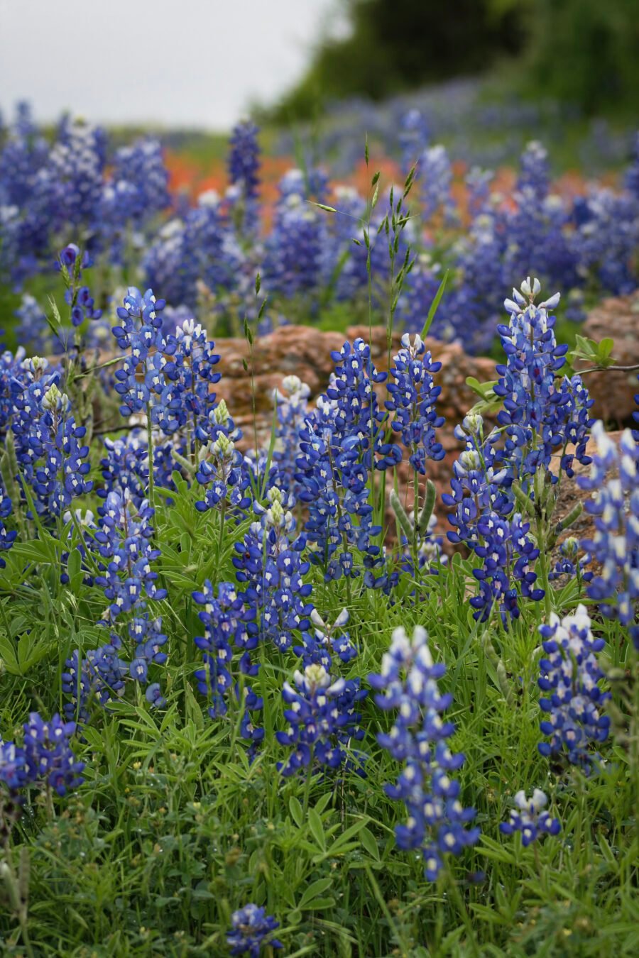 Closeup Bluebonnets In Hill Country