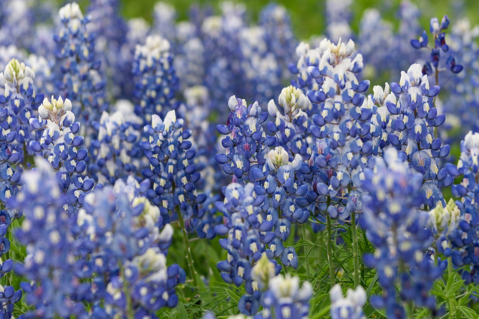 Closeup Of Group Of Bluebonnets