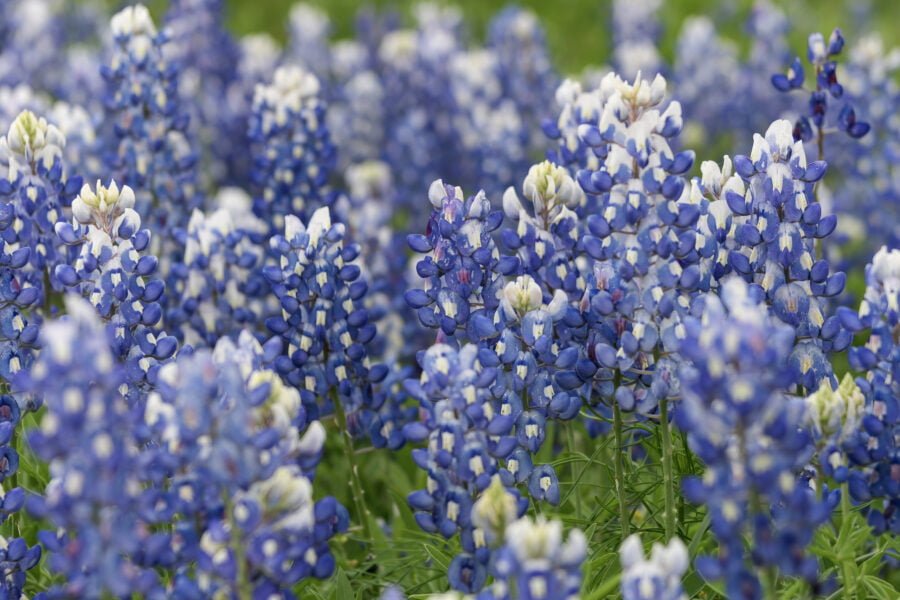 Closeup Of Group Of Bluebonnets