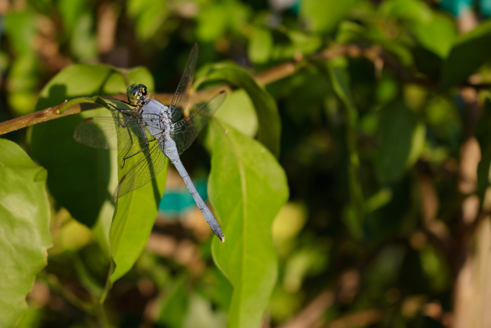Great Blue Skimmer Dragonfly On Leaf
