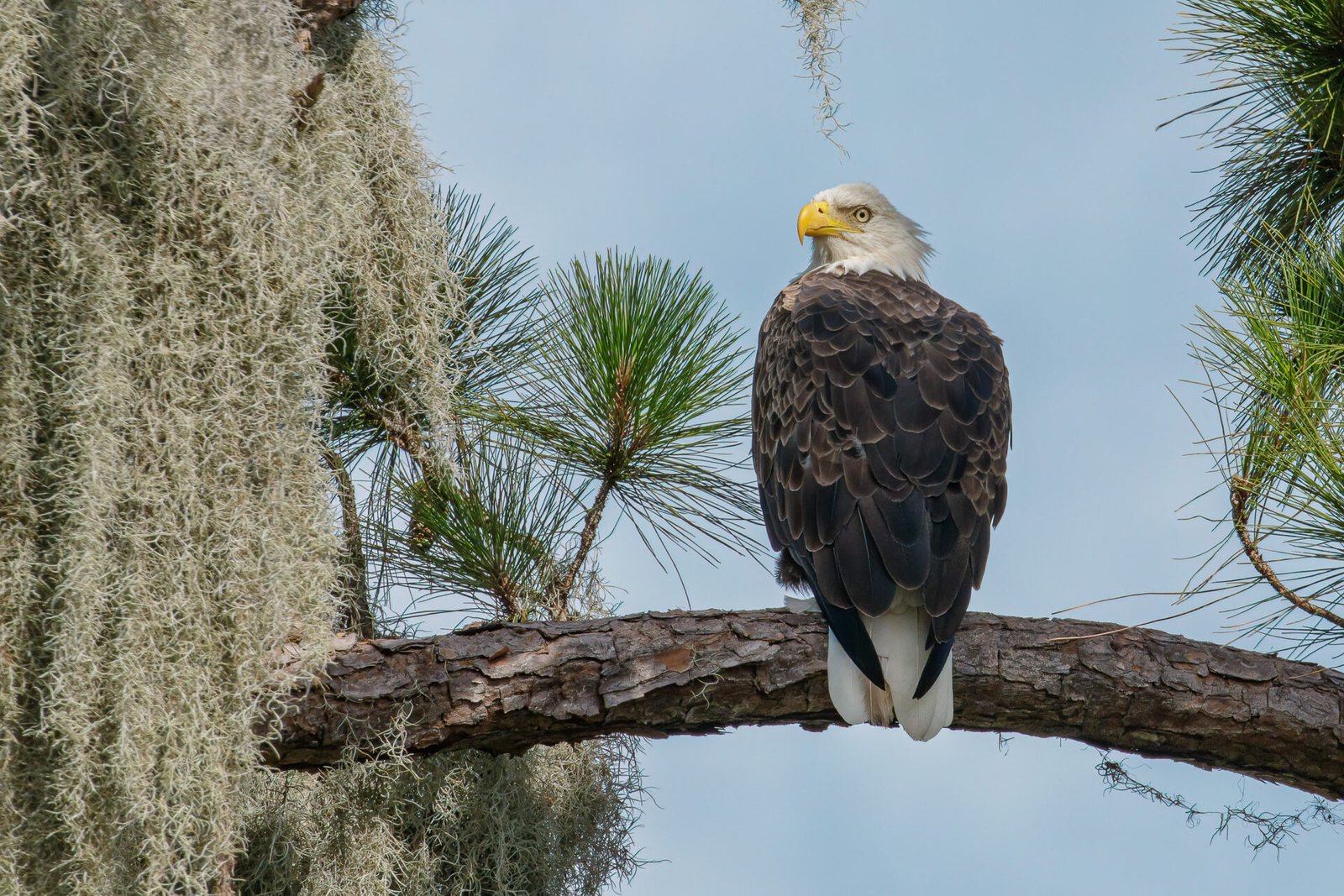 Bald Eagle Perched In Pine Tree