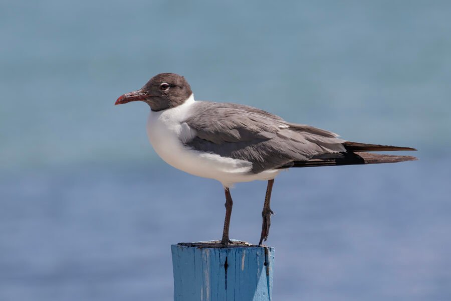 Laughing Gull Standing On Light Blue Post