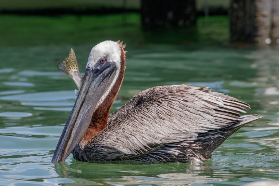 Brown Pelican Eating Trout