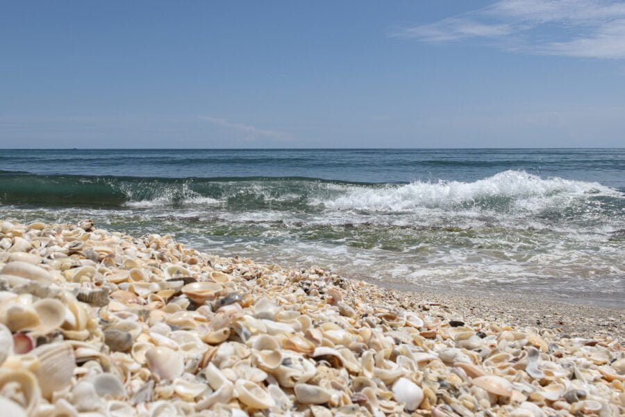 Seashells On Beach Along Atlantic Ocean