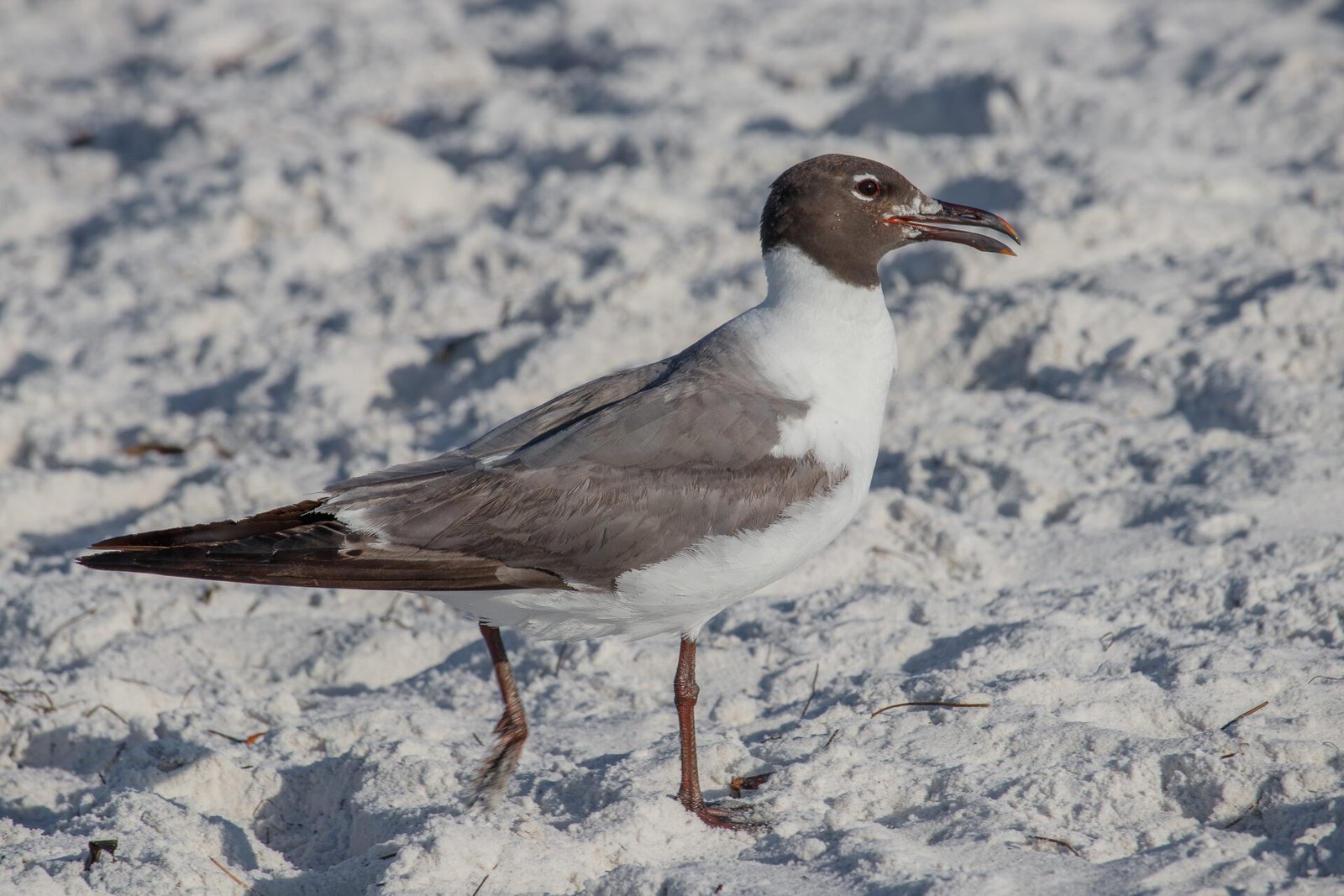 Laughing Gull Walking In White Sand