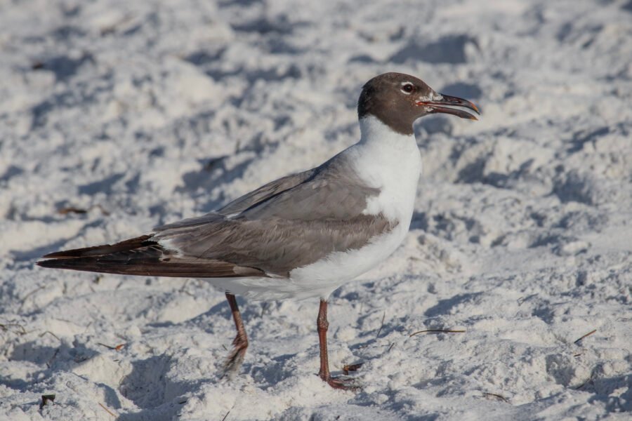 Laughing Gull Walking In White Sand