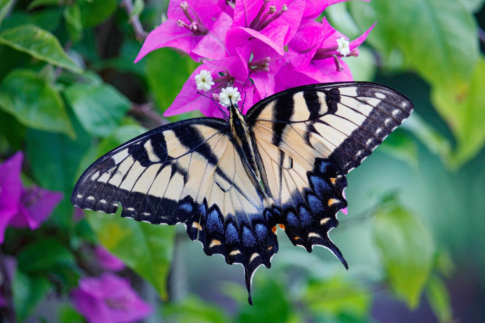 Tiger Swallowtail Butterfly On Bougainvillea