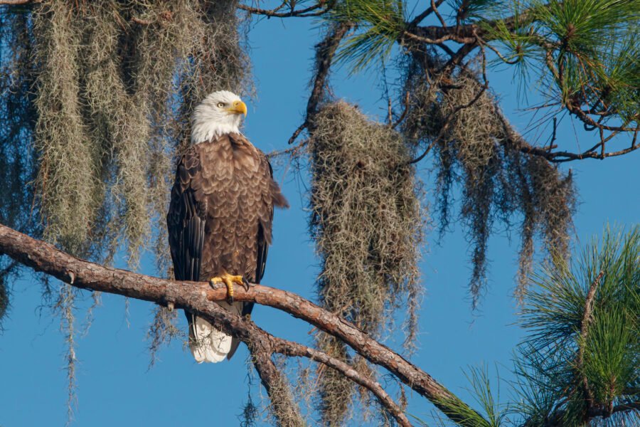 Bald Eagle Sitting In Pine Tree With Moss