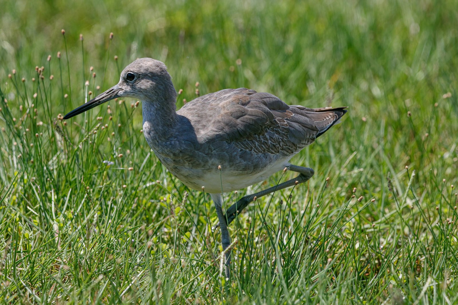 Willet Walking Through Grass