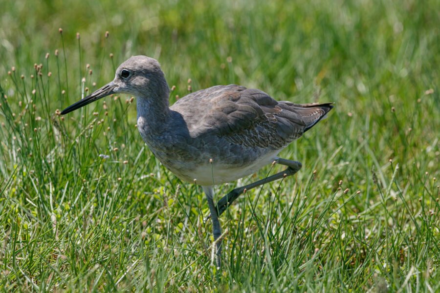 Willet Walking Through Grass