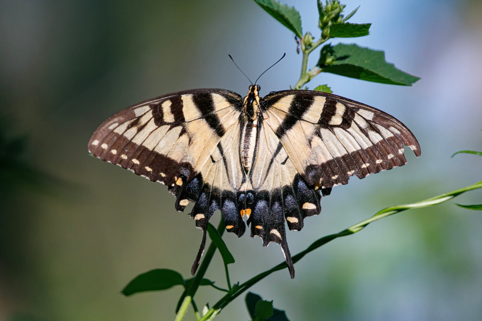 Tiger Swallowtail Butterfly Resting