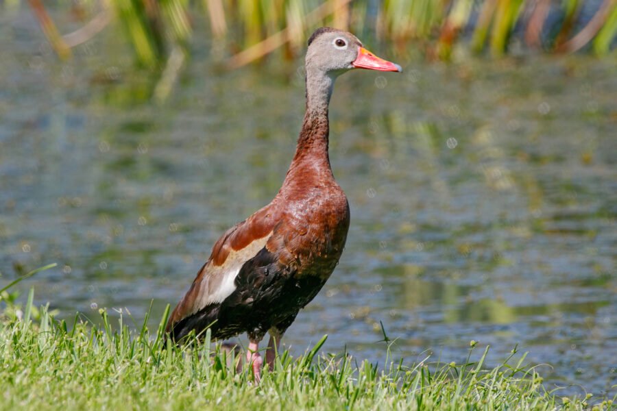 Black Bellied Whistling Duck Standing At Edge Of Lake