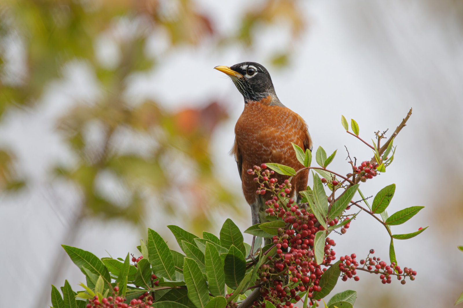 Robin Perched Atop Brazilian Pepper Tree