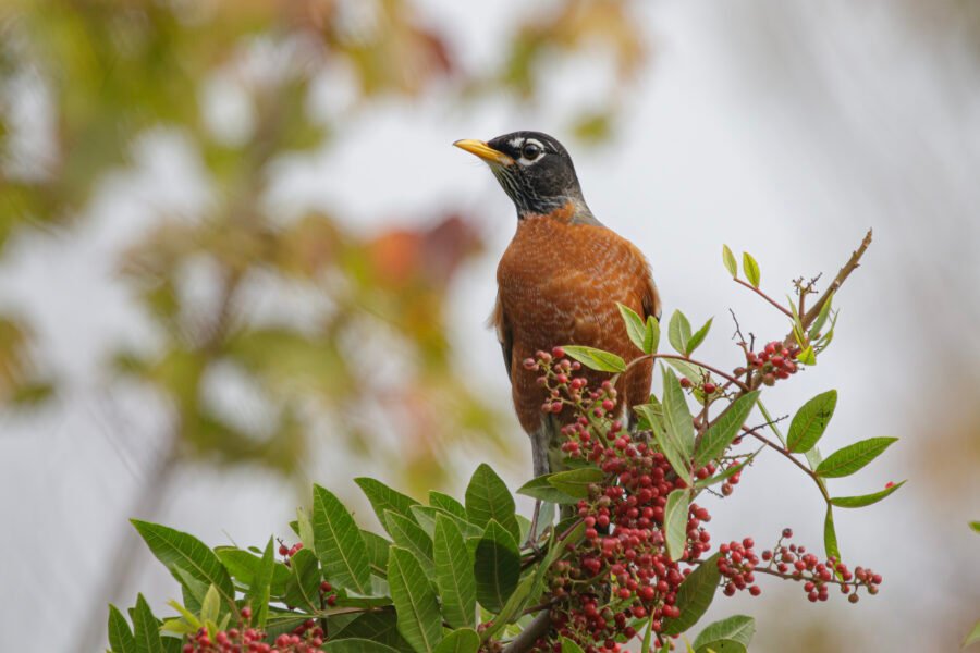 Robin Perched Atop Brazilian Pepper Tree
