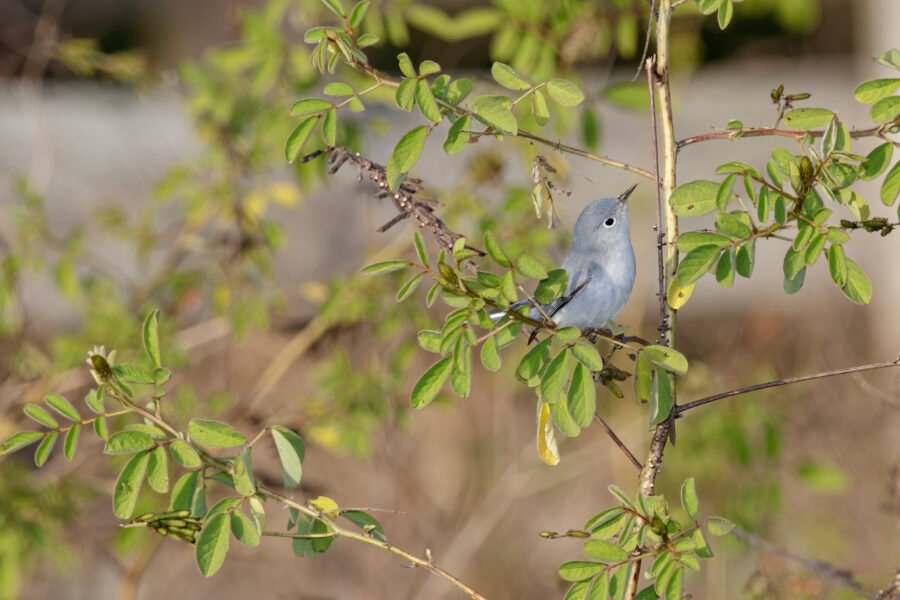 Blue Gray Gnatcatcher Looking For Insects