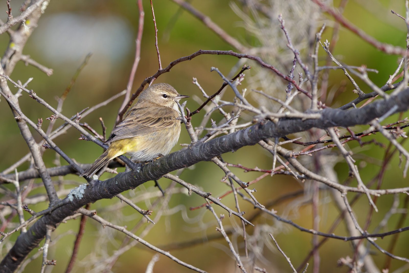 Palm Warbler Resting On Tree Branch