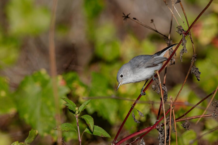 Blue Gray Gnatcatcher Hopping Around For Insects