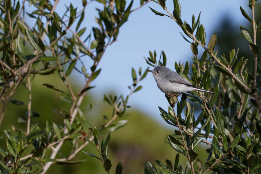 Blue Gray Gnatcatcher Sitting In Oak Tree