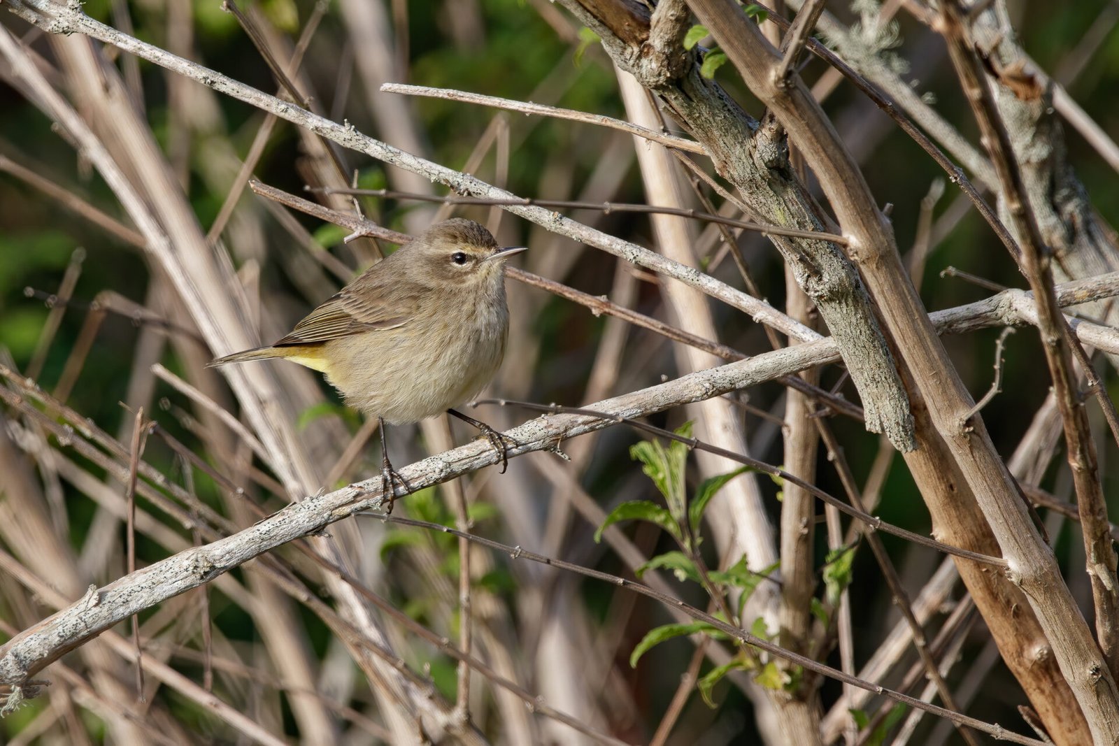 Palm Warbler Sitting On Tree Branch