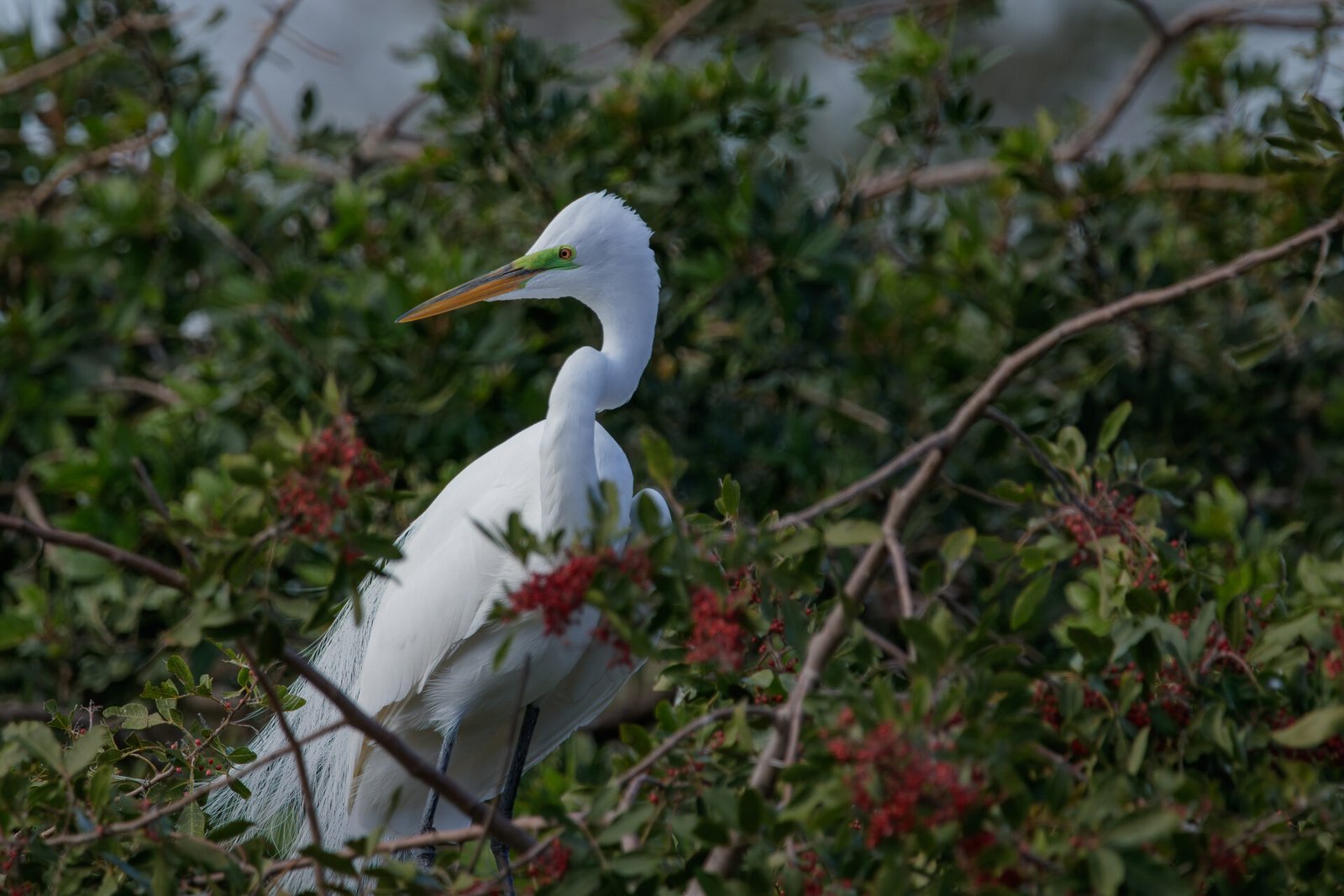 Great Egret In Breeding Plumage Looking Back From Nest