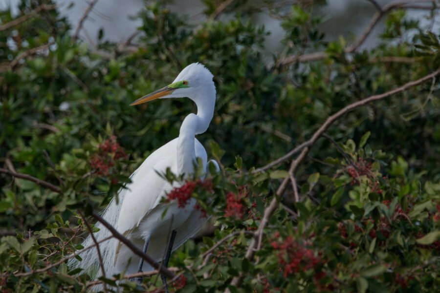 Great Egret In Breeding Plumage Looking Back From Nest