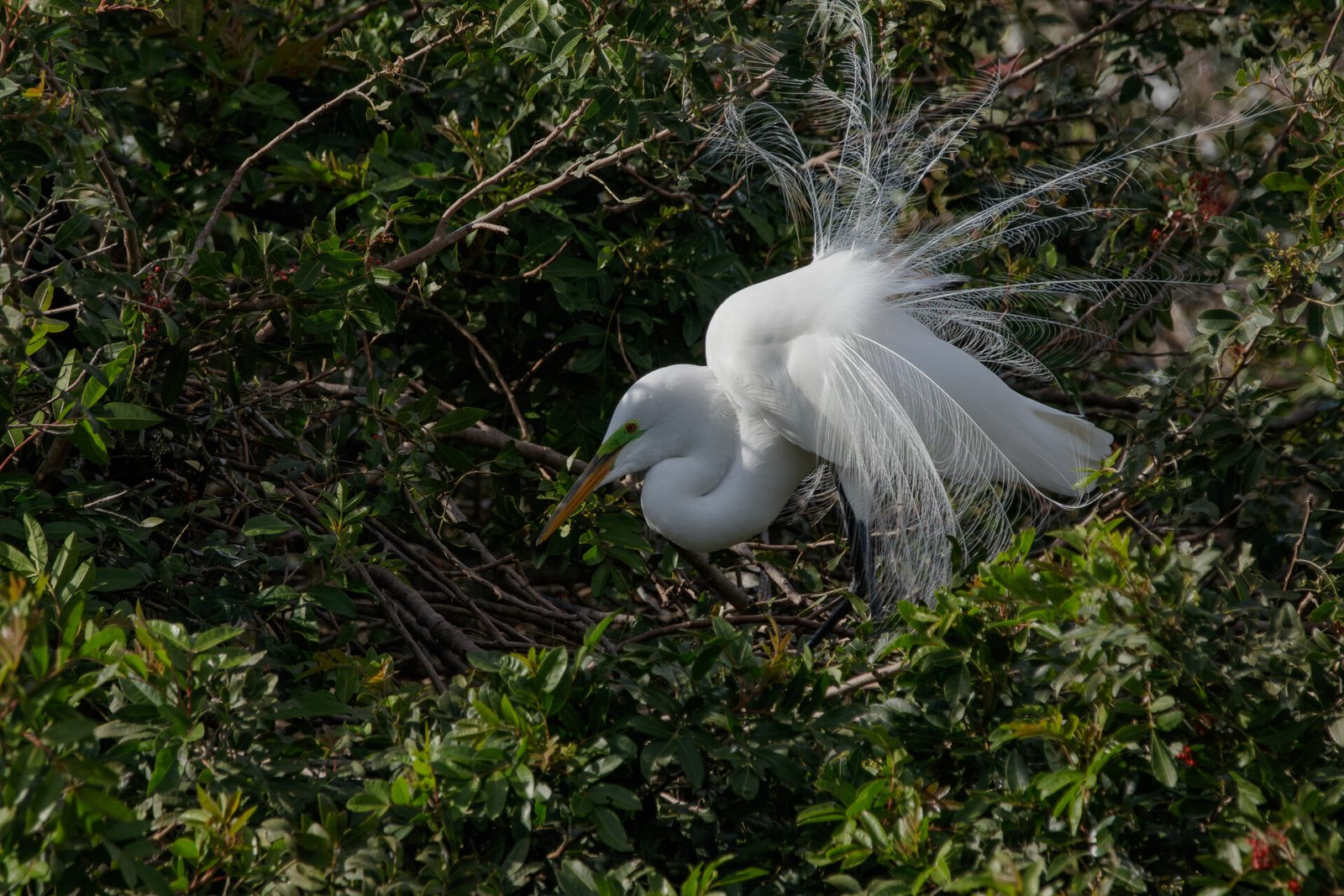 Great Egret In Breeding Plumage Working On Nest