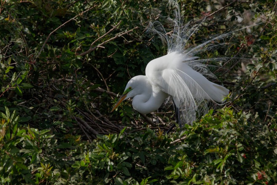 Great Egret In Breeding Plumage Working On Nest