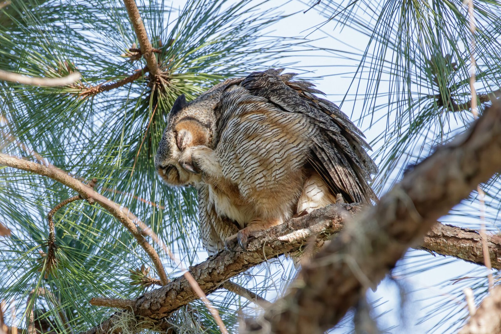 Great Horned Owl Cleaning Talons